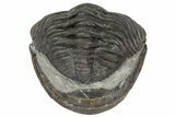 Wide, Enrolled Eldredgeops Trilobite - Ohio #113303-1